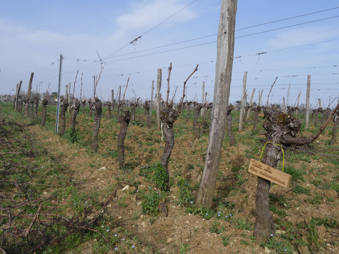 Виноградник на урожай